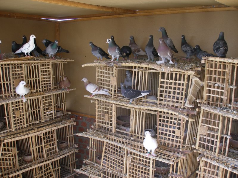 إشغال الطريق بشارع الخليج العربي حدائق القبة