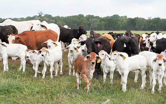 دراسة أمريكية تحذر من استخدام المضاد للمضادات الحيوية في الزراعة والماشية