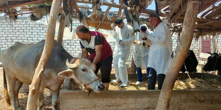  انطلاق الحملة القومية لتحصين المواشي ضد الحمى القلاعية والوادي المتصدع 
