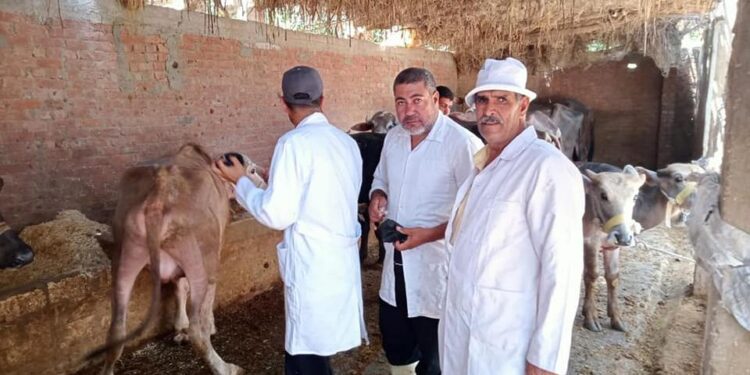  انطلاق الحملة القومية لتحصين المواشي ضد الحمى القلاعية والوادي المتصدع 