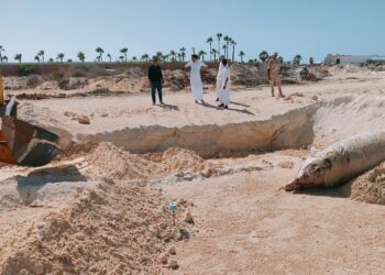 وزيرة البيئة: إتمام عملية الدفن الآمن للحوت النافق بعد إتخاذ الإجراءات المطلوبة