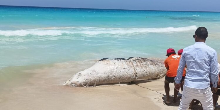 وزيرة البيئة: إتمام عملية الدفن الآمن للحوت النافق بعد إتخاذ الإجراءات المطلوبة