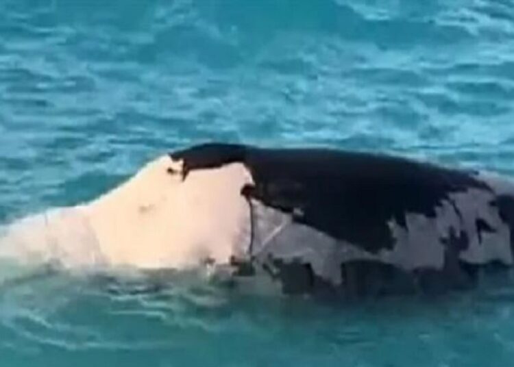 معهد علوم البحار