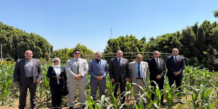 تنمية الصعيد